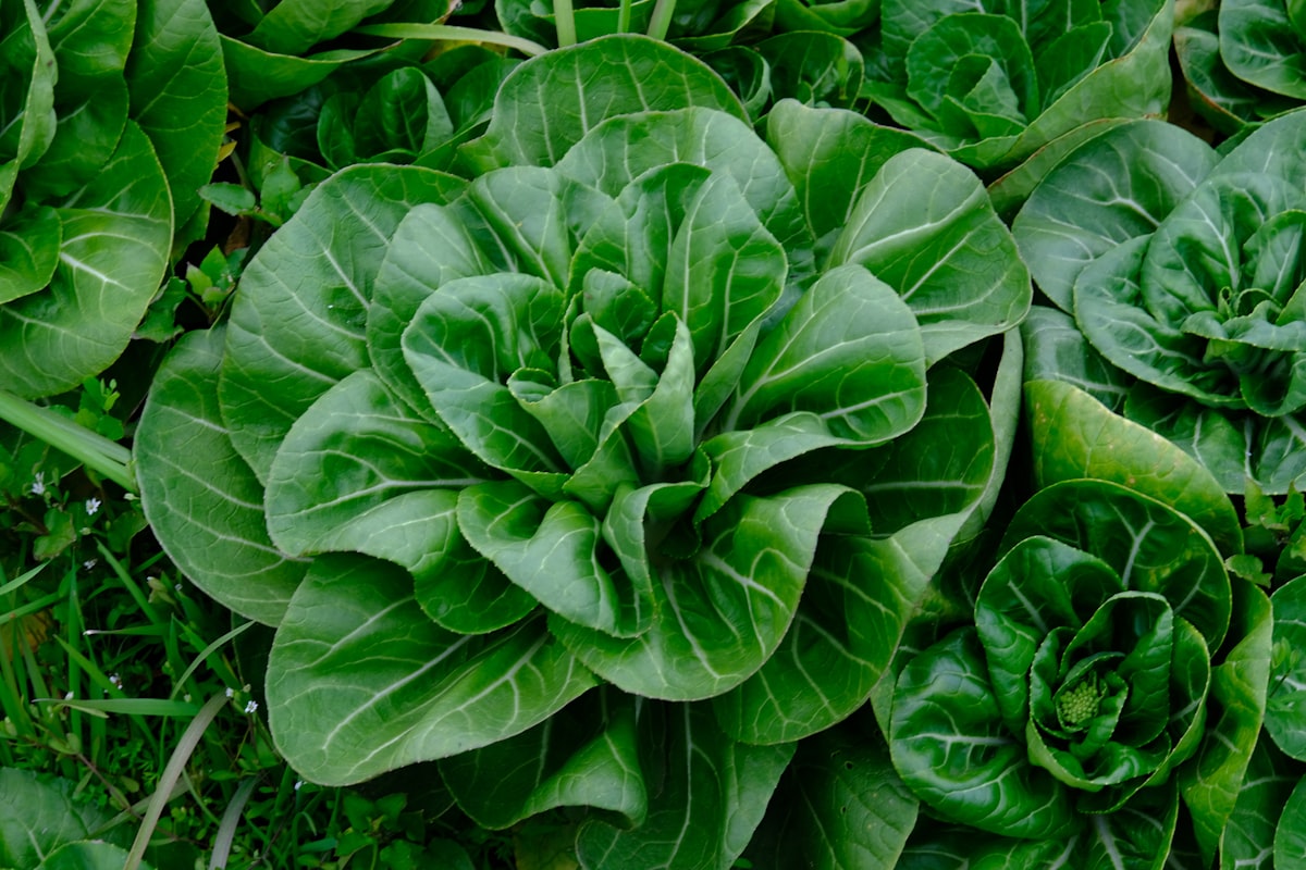Alimenti ricchi di nutrienti per la vista